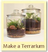 how to make a terrarium