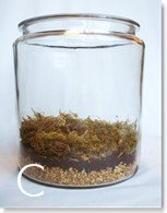 How To Make A Terrarium