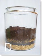 How To Make A Terrarium