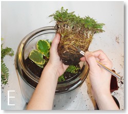 How To Make A Terrarium