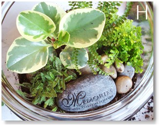 How To Make A Terrarium